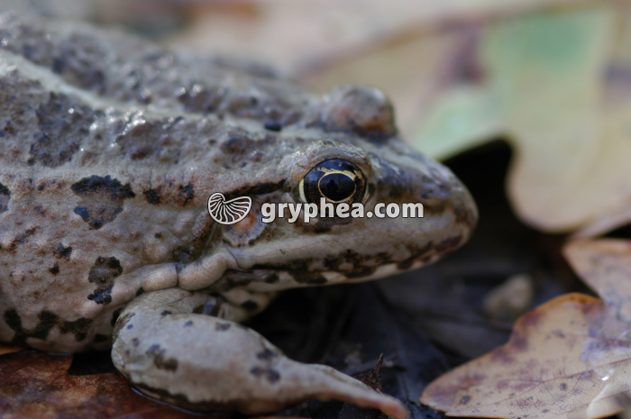 Grenouille - gryphea.com